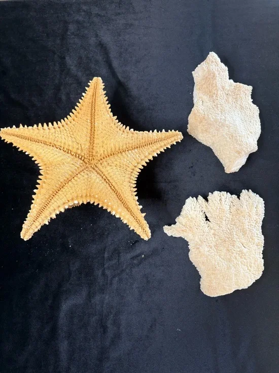 Collectible Natural Starfish and Coral Display - Golden and Cream - Picture 3 of 12